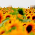 Sonnenblumen bis zum Horizont