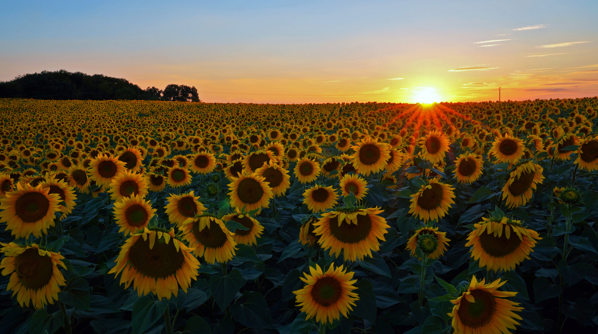 Sonnenblumen bis zum Horizont