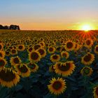 Sonnenblumen bis zum Horizont