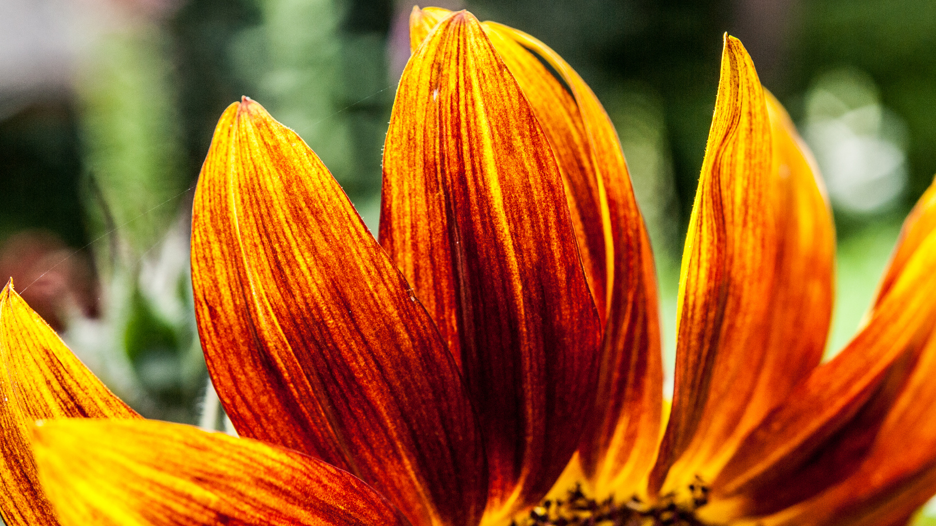 Sonnenblumen Blätter