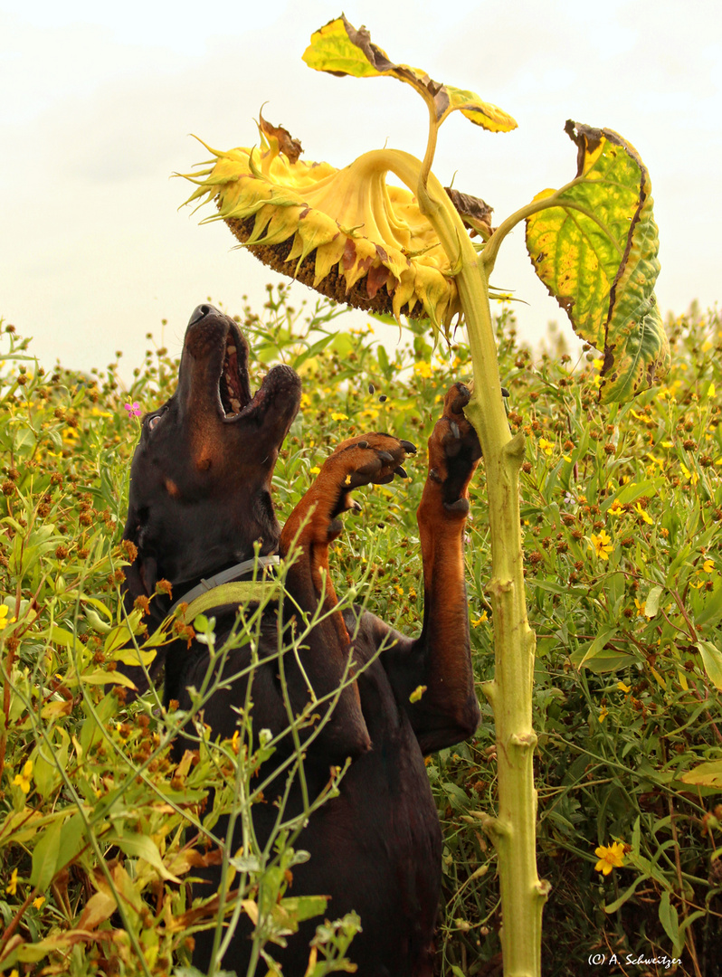 Sonnenblumen-Blues