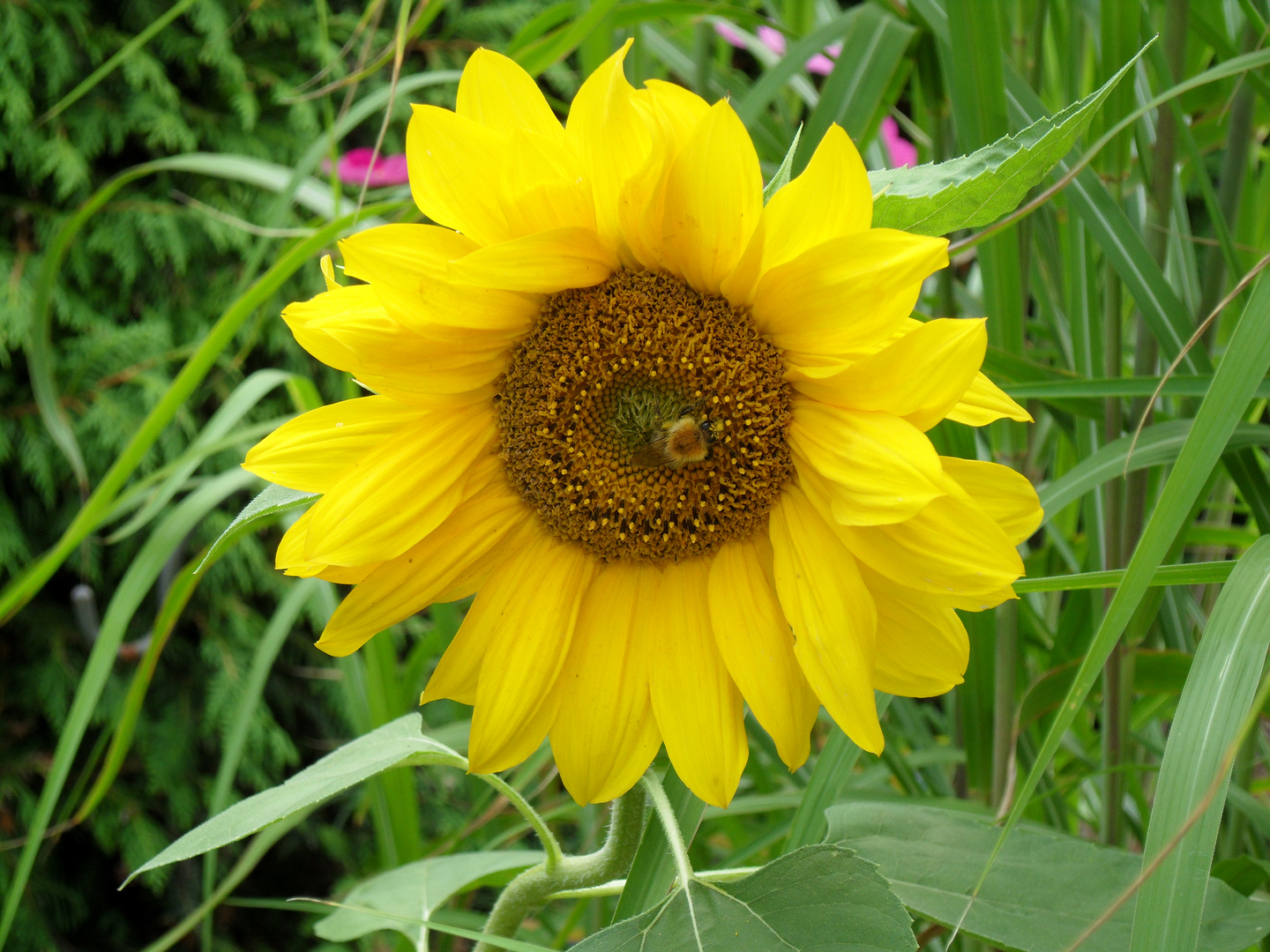 Sonnenblumen-Blüte