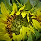 Sonnenblumen-Blüte