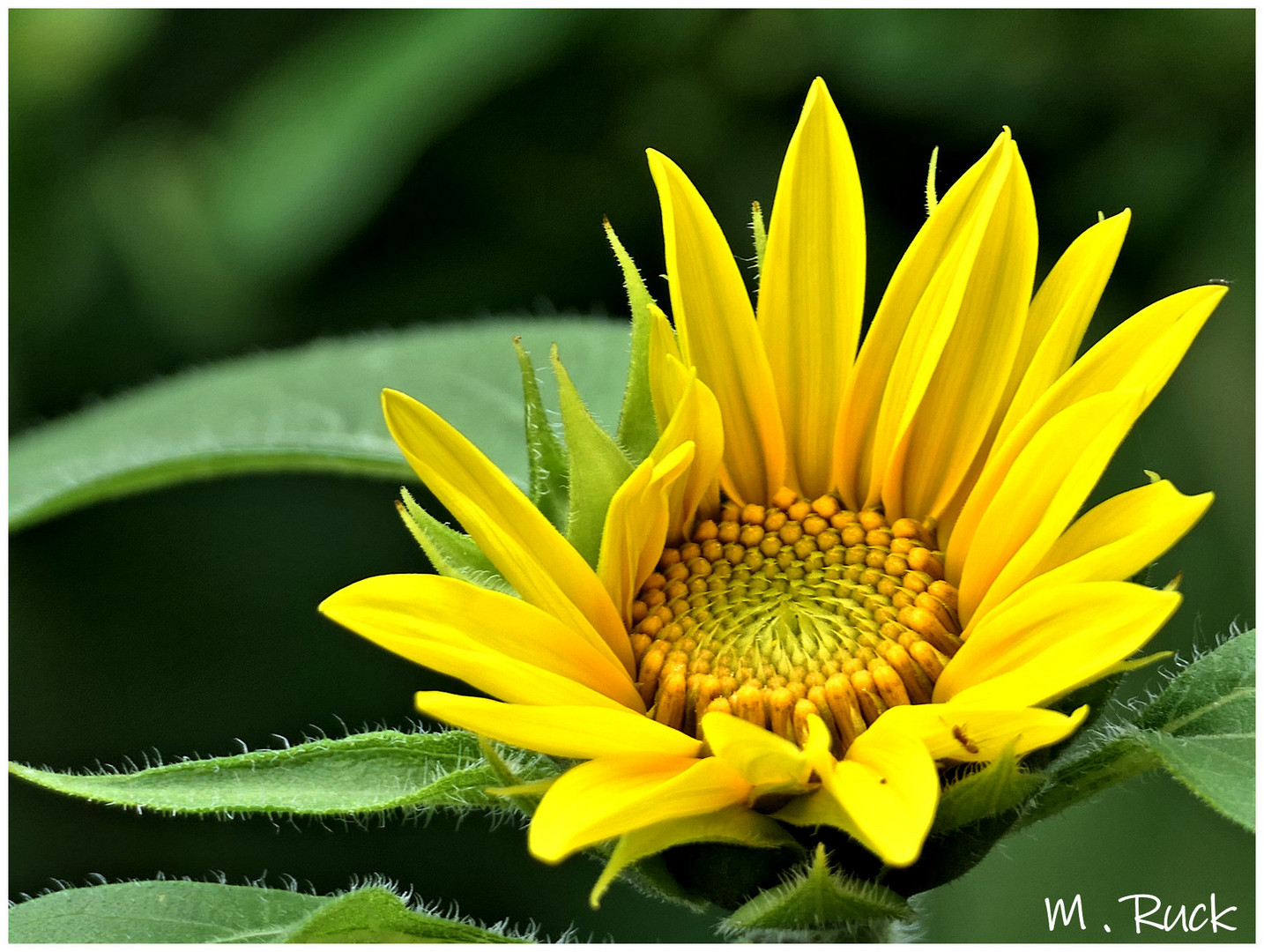 Sonnenblumen Blüte im Garten 