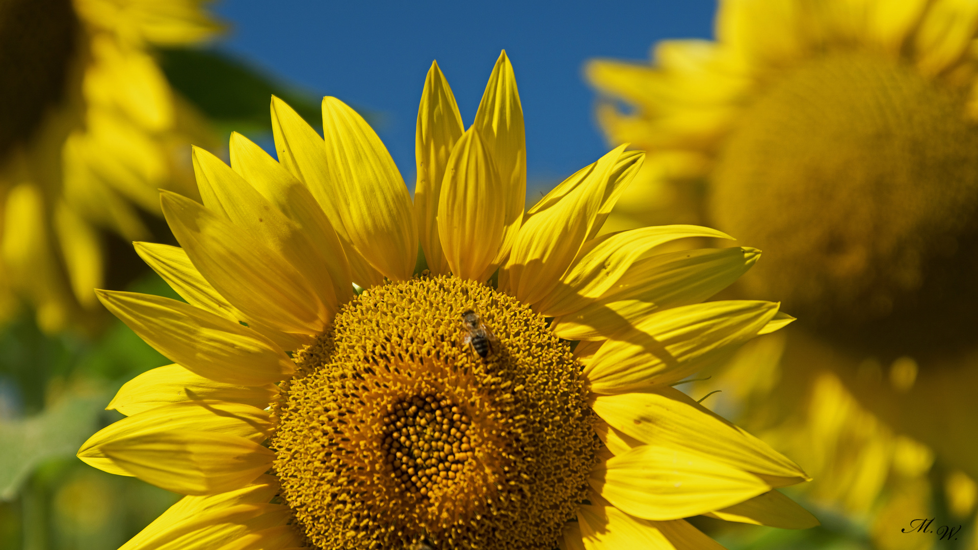 Sonnenblumen Blüte mit Biene