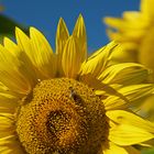 Sonnenblumen Blüte mit Biene