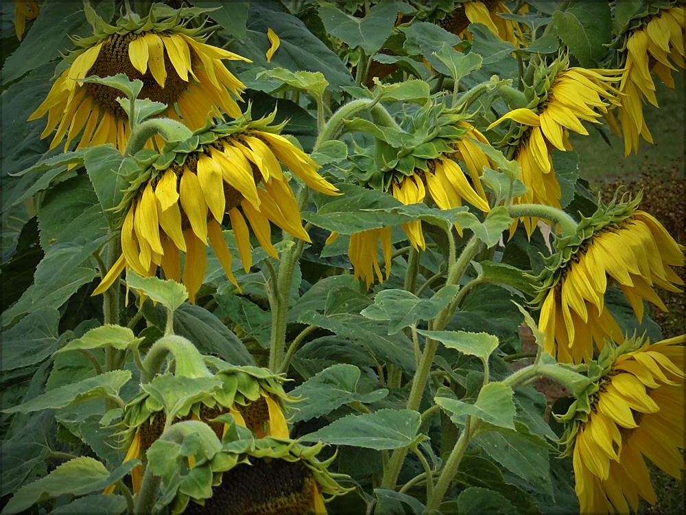 Sonnenblumen brauchen Sonne..