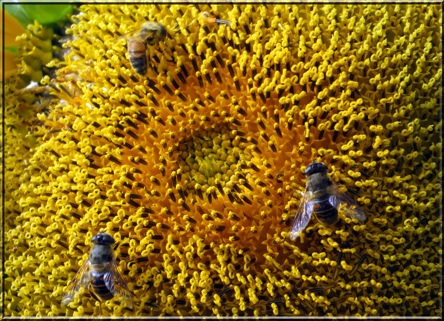 Sonnenblumen Brunch...