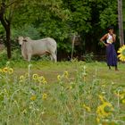 sonnenblumen, burma 2011