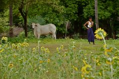 sonnenblumen, burma 2011