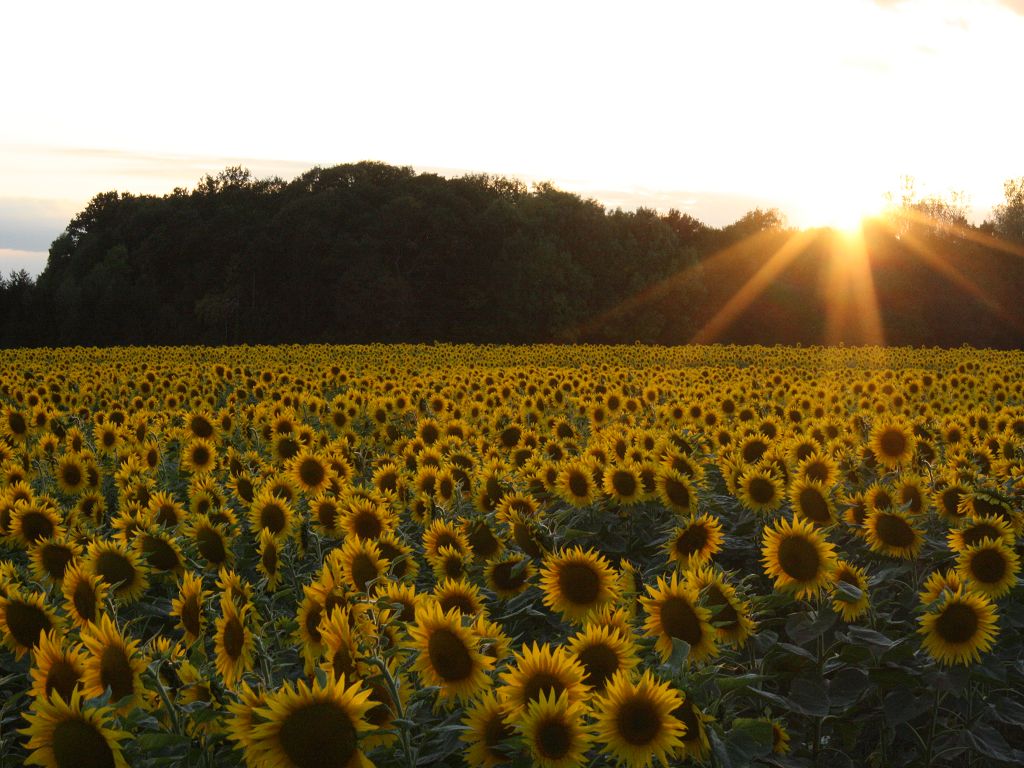 Sonnenblumen