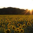 Sonnenblumen