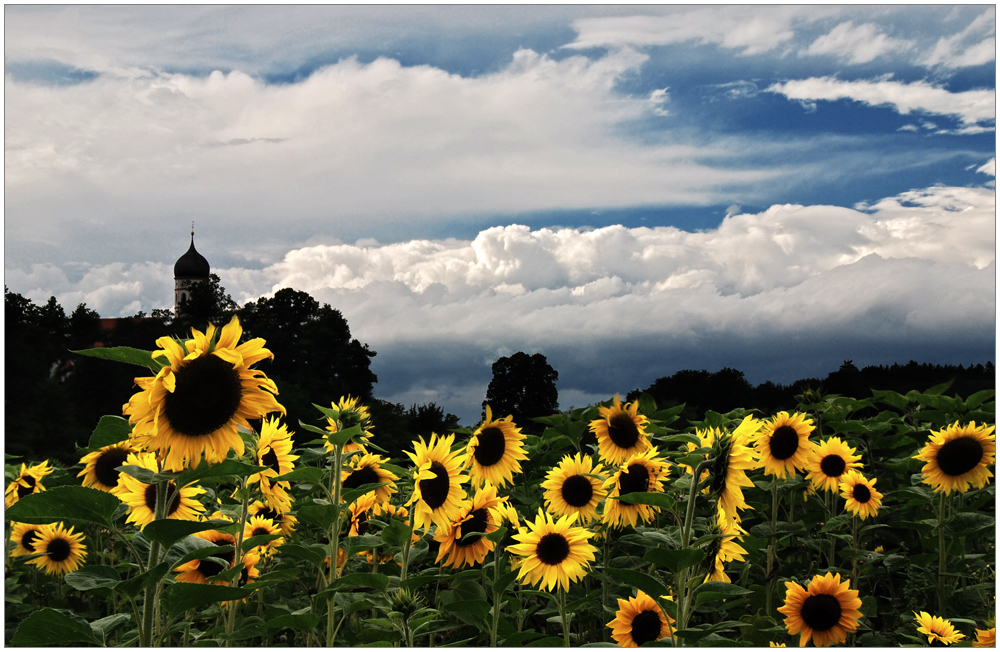 Sonnen?blumen