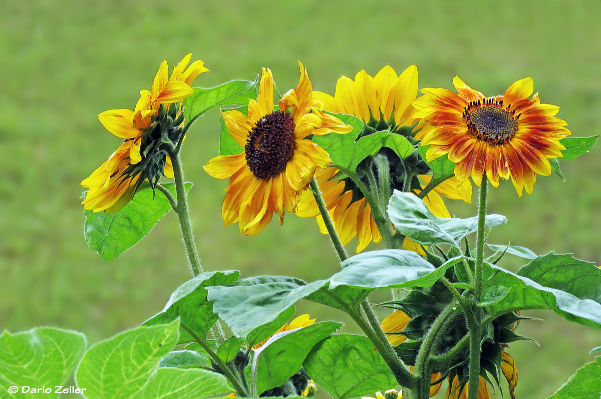 Sonnenblumen