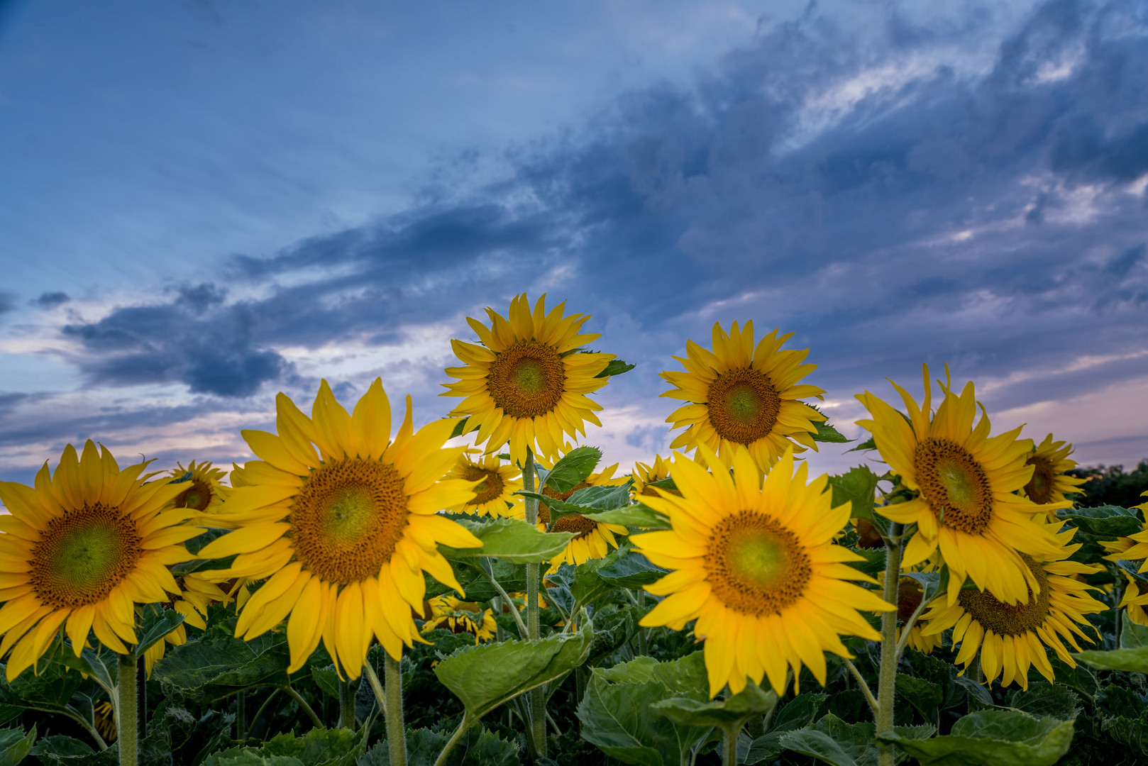 Sonnenblumen