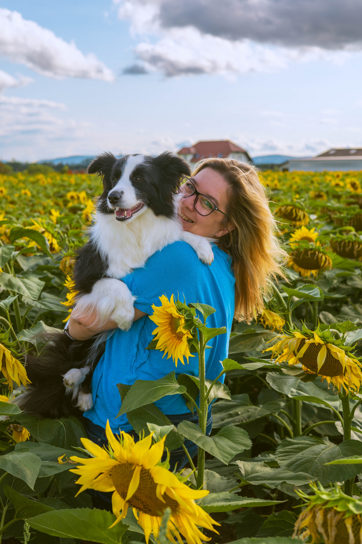 Sonnenblumen