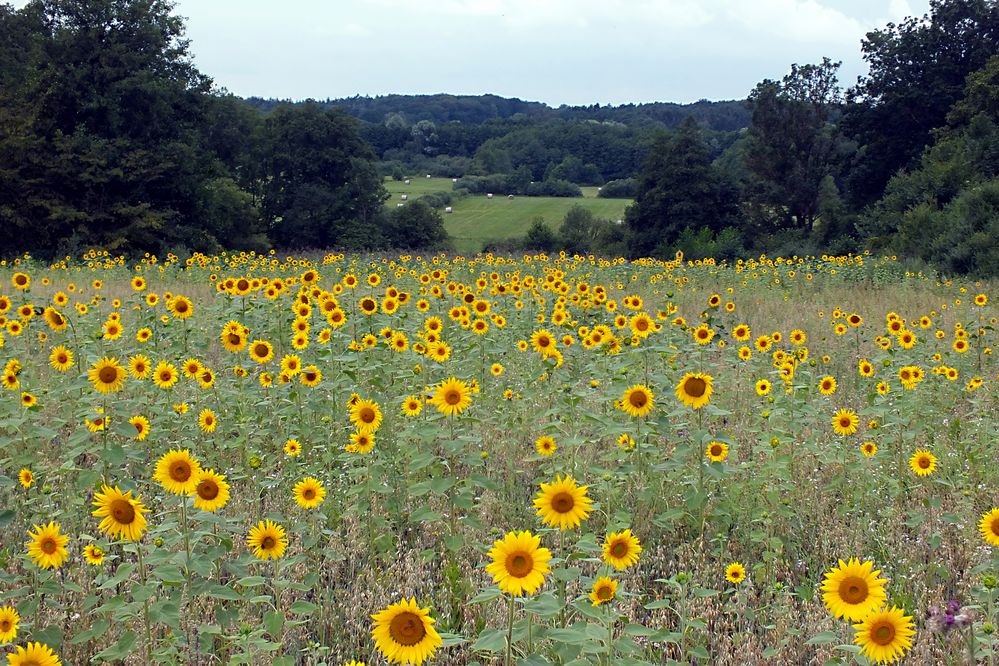 Sonnenblumen