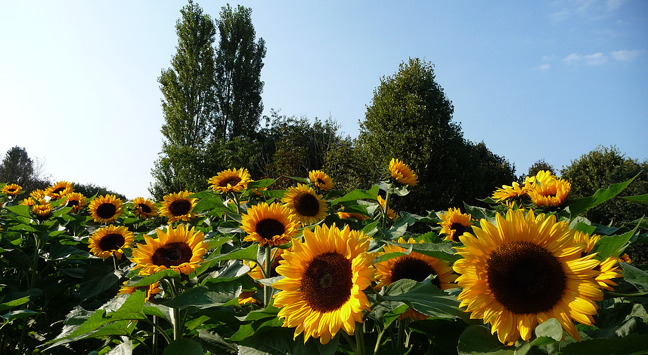 Sonnenblumen