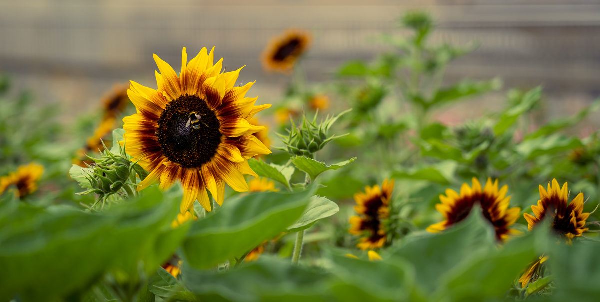 Sonnenblumen