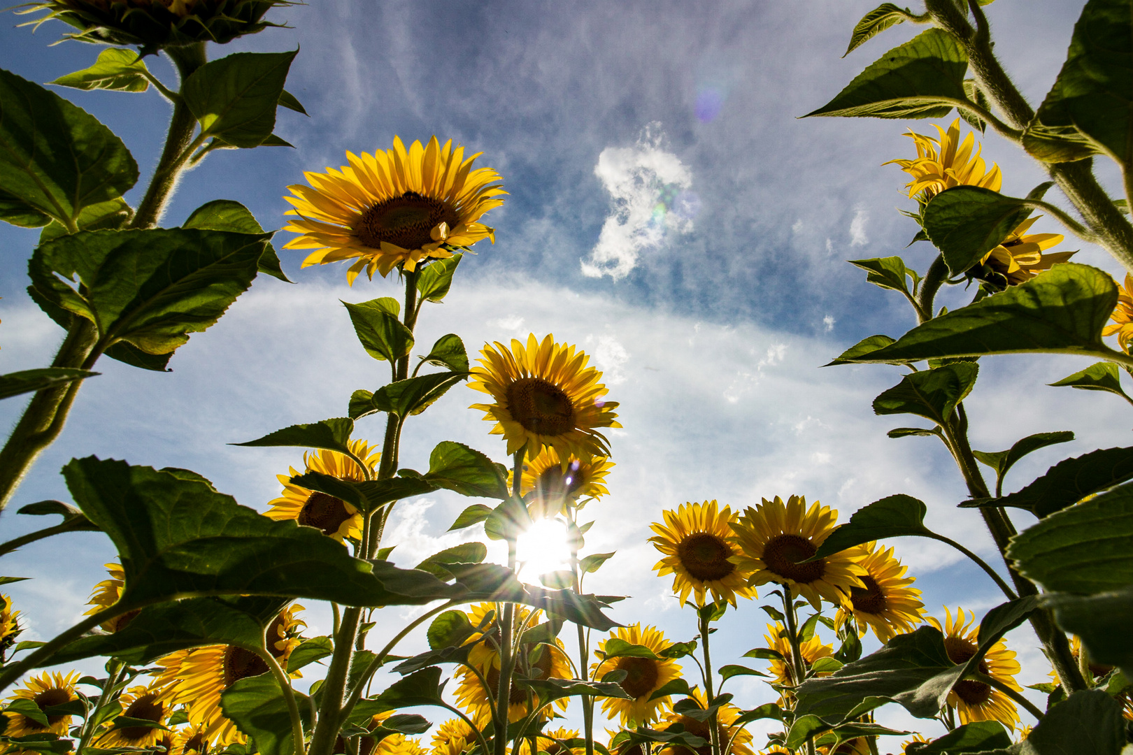 Sonnenblumen