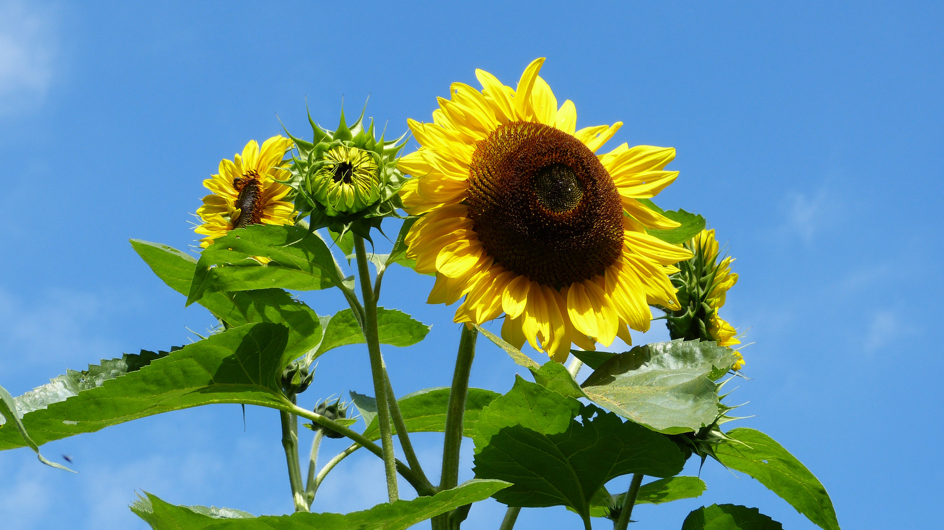 Sonnenblumen