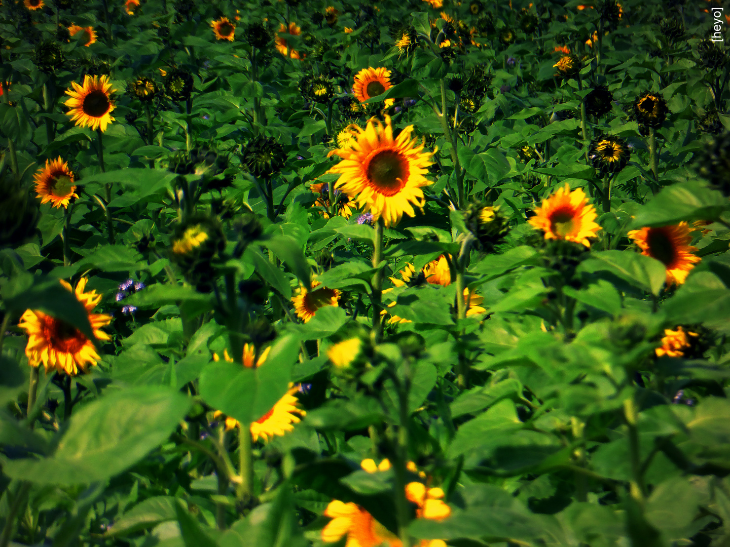 Sonnenblumen