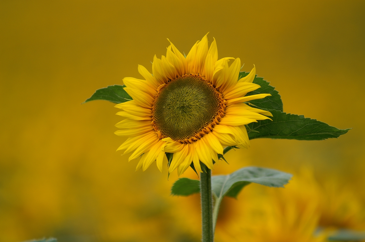 Sonnenblumen