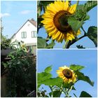 Sonnenblumen