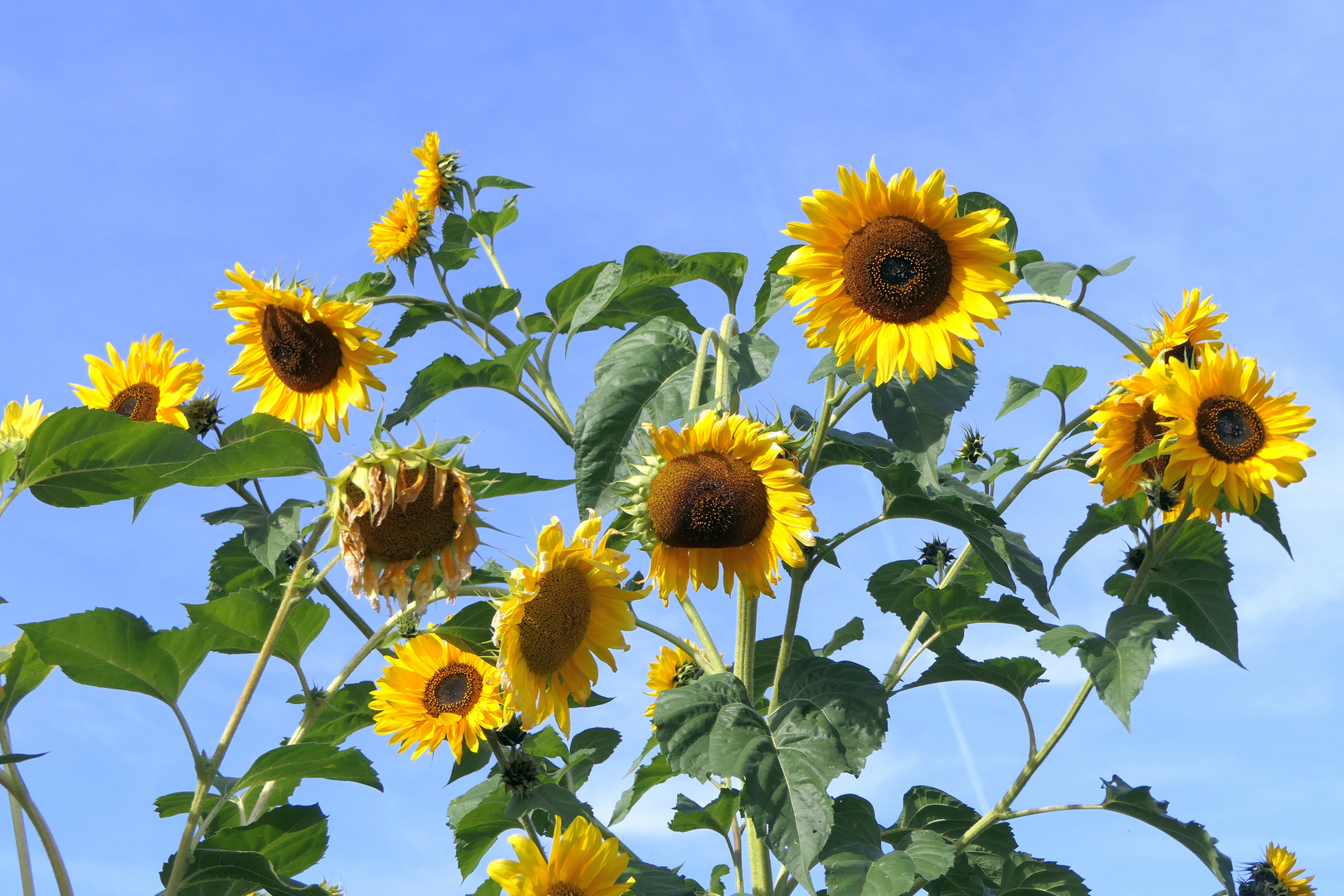 Sonnenblumen Foto & Bild pflanzen, pilze & flechten, blüten