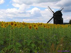 Sonnenblumen