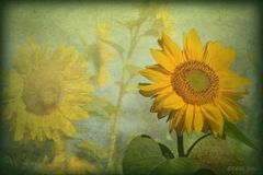 Sonnenblumen