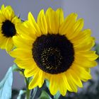 Sonnenblumen