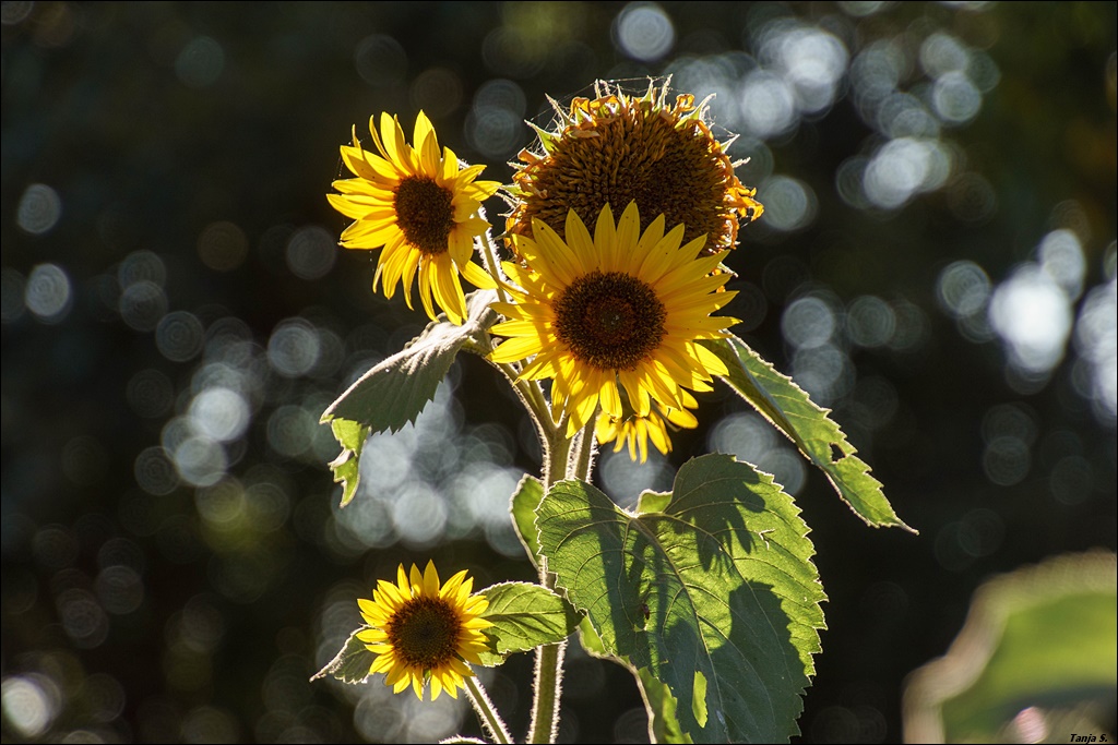 Sonnenblumen