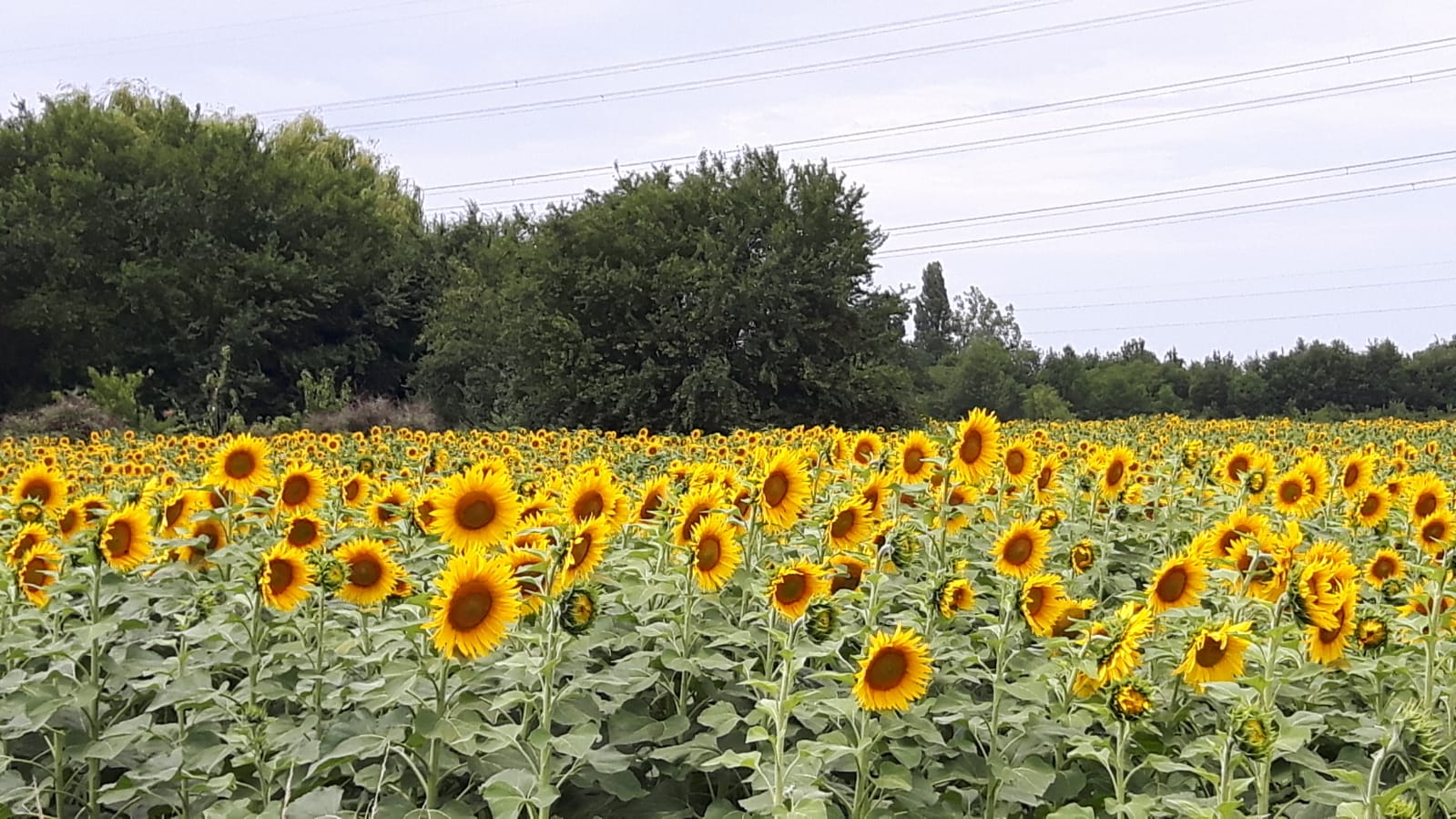 Sonnenblumen