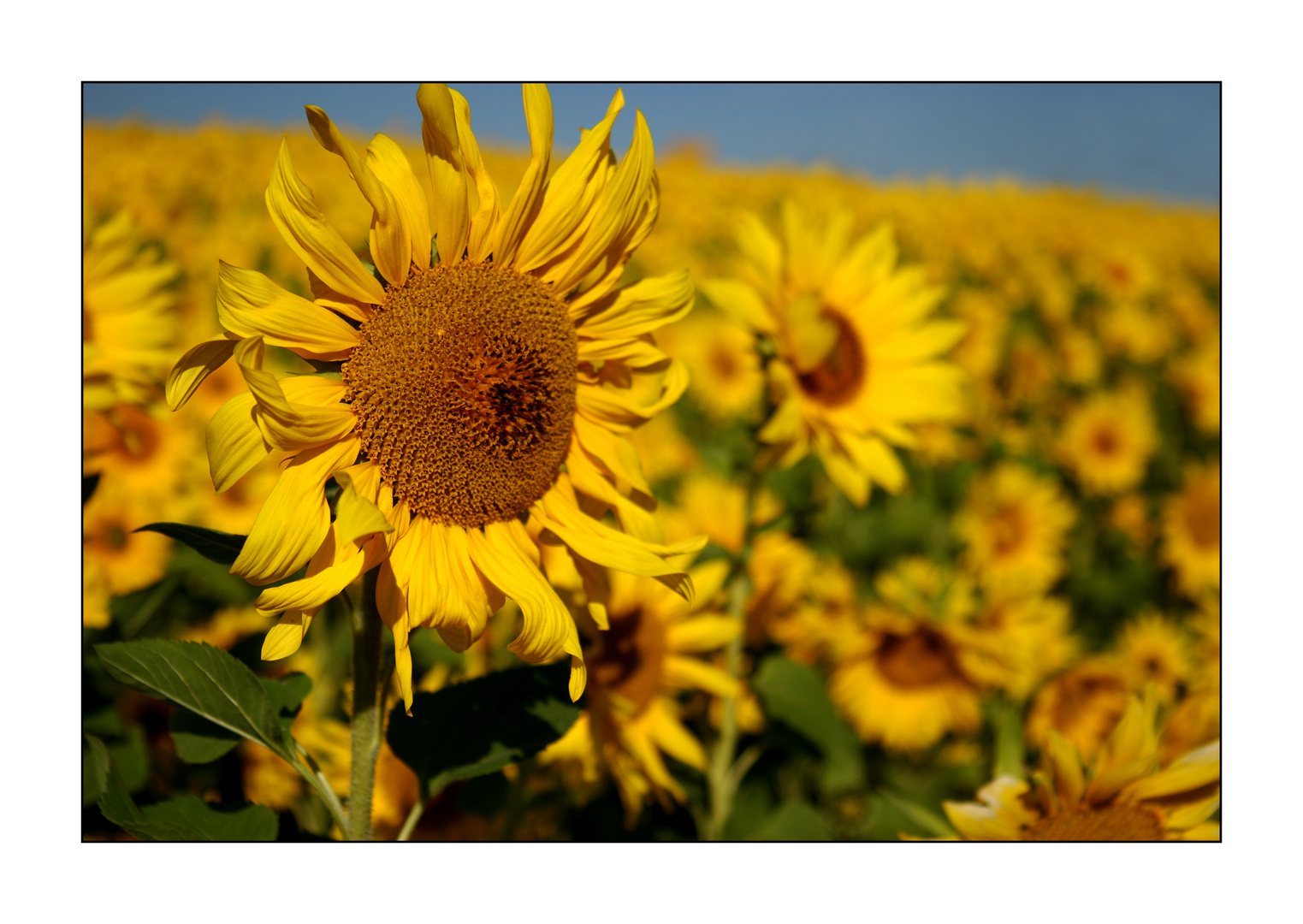 Sonnenblumen