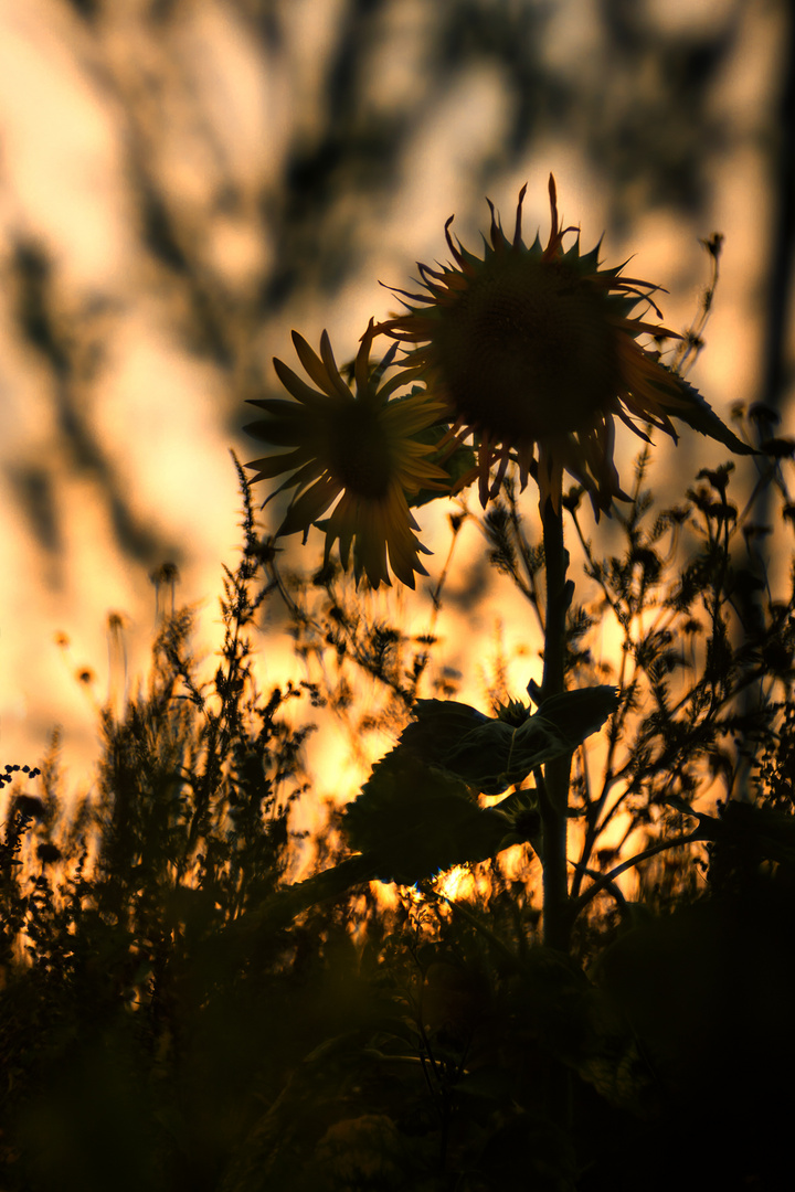 Sonnenblumen