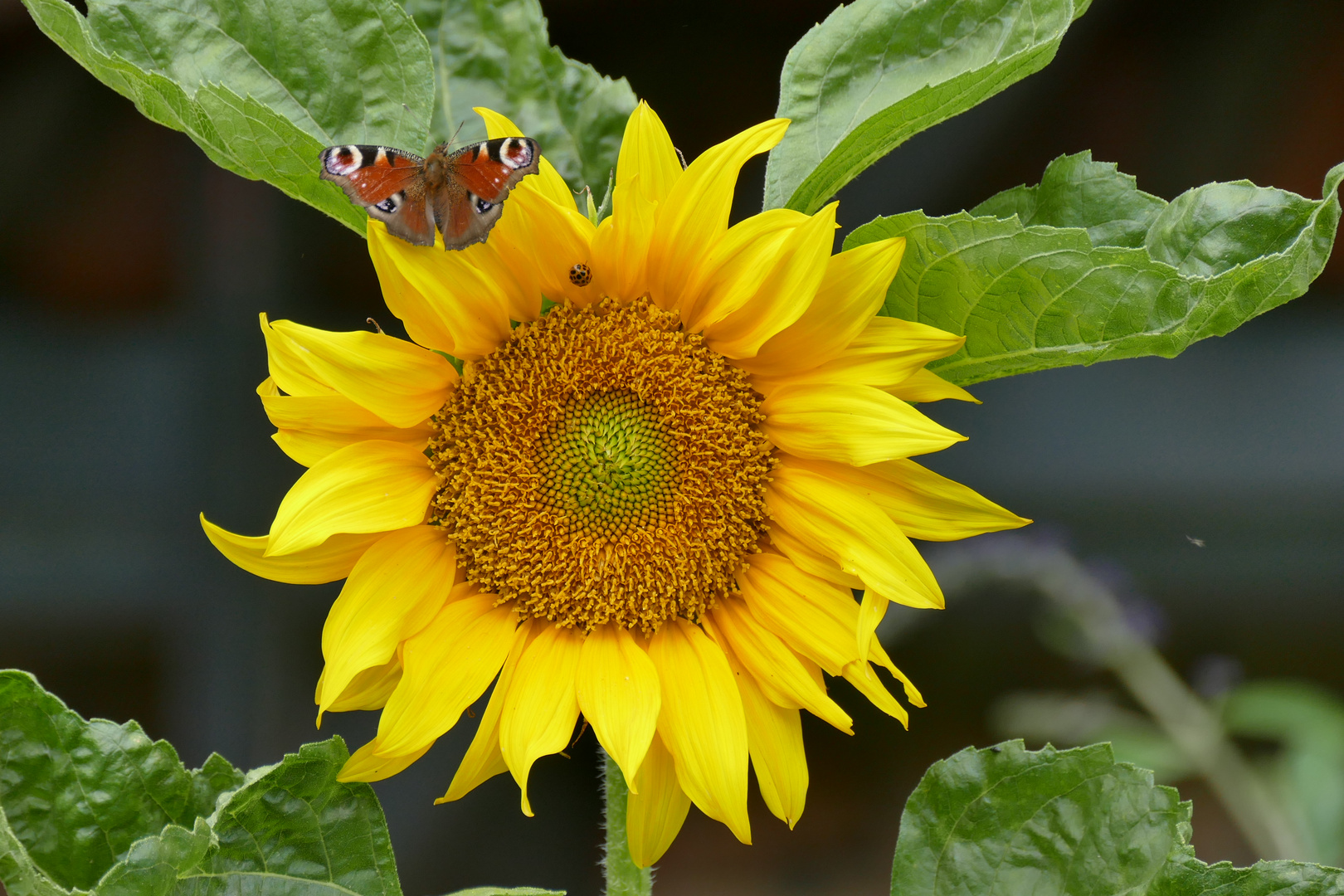 Sonnenblumen