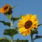 sonnenblumen