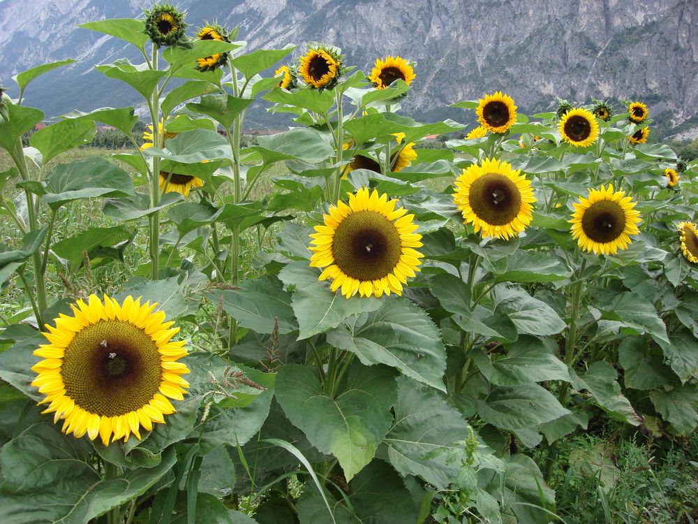 sonnenblumen von Ro Cer 