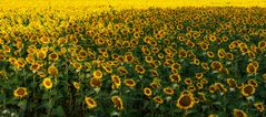 Sonnenblumen