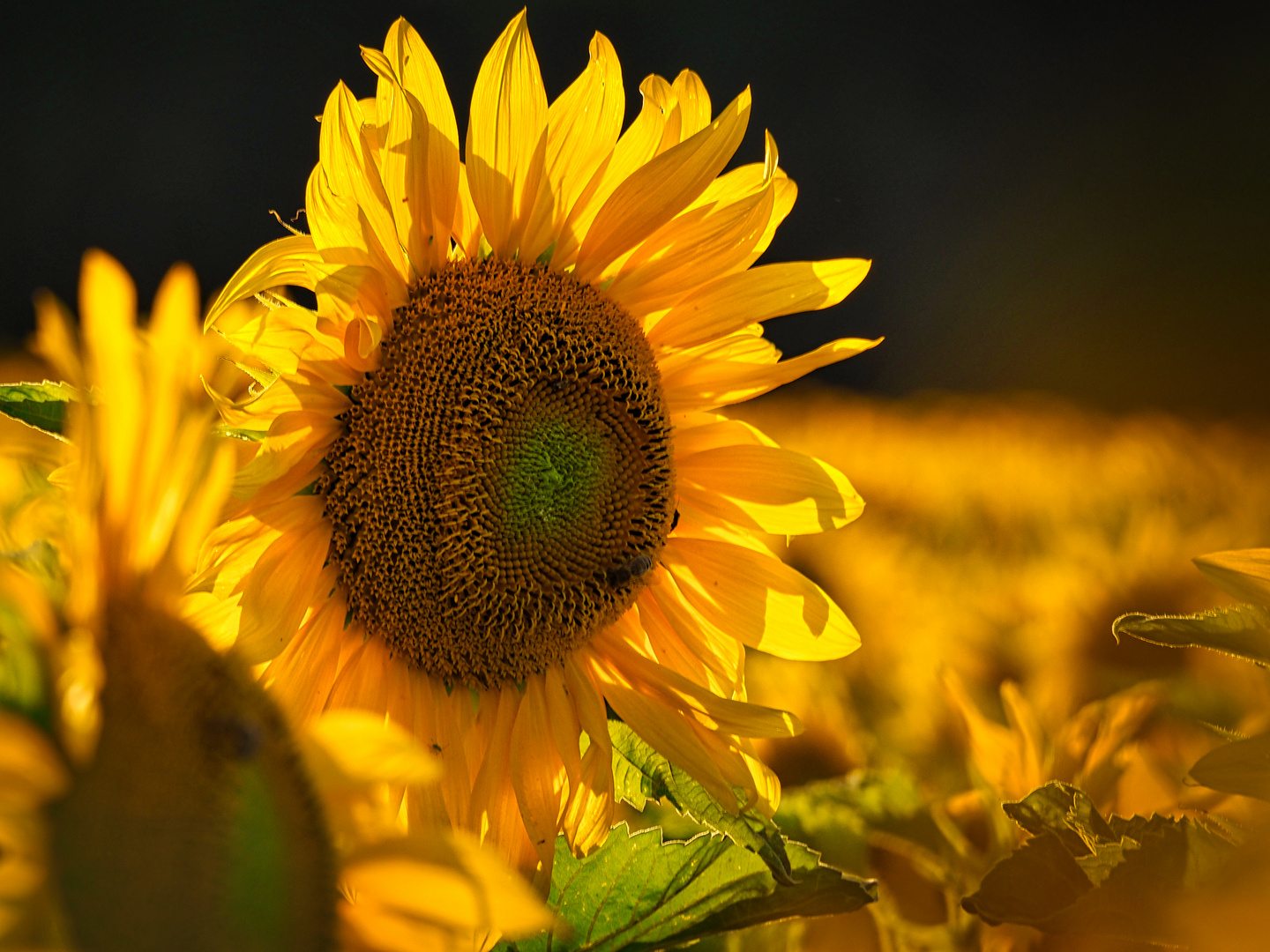 Sonnenblumen Foto &amp; Bild | pflanzen, pilze &amp; flechten, landschaft ...