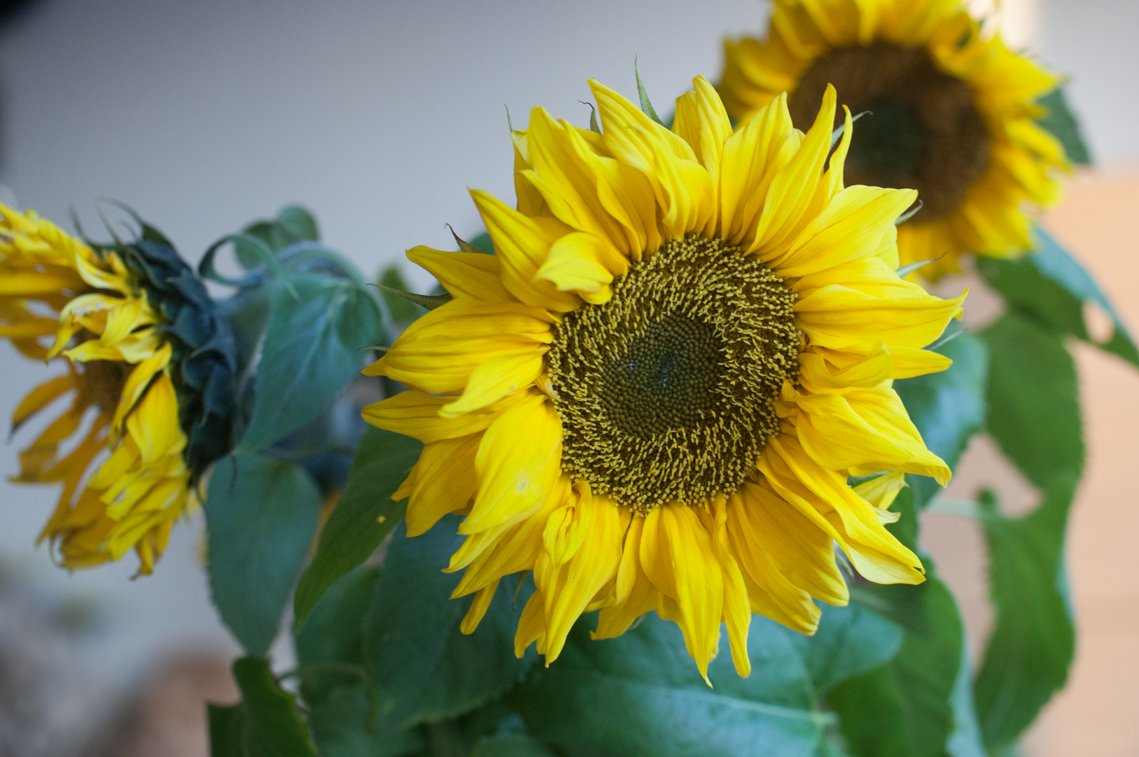 Sonnenblumen