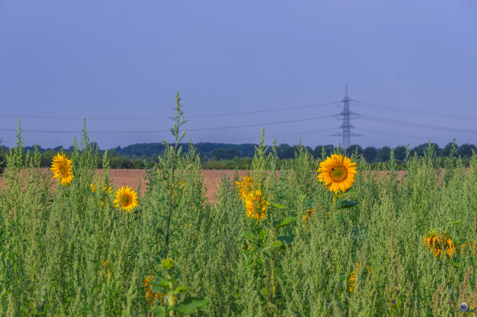 Sonnenblumen