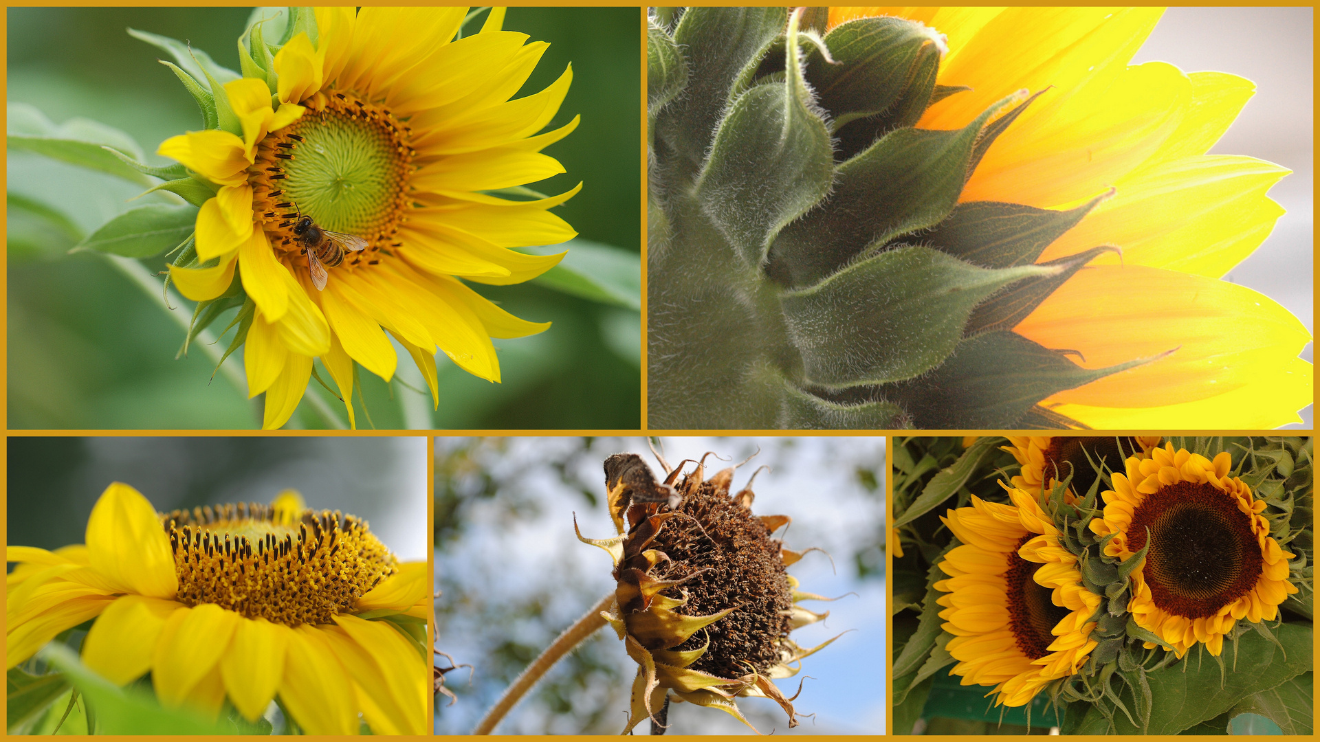 Sonnenblumen-Collage