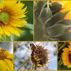 Sonnenblumen-Collage