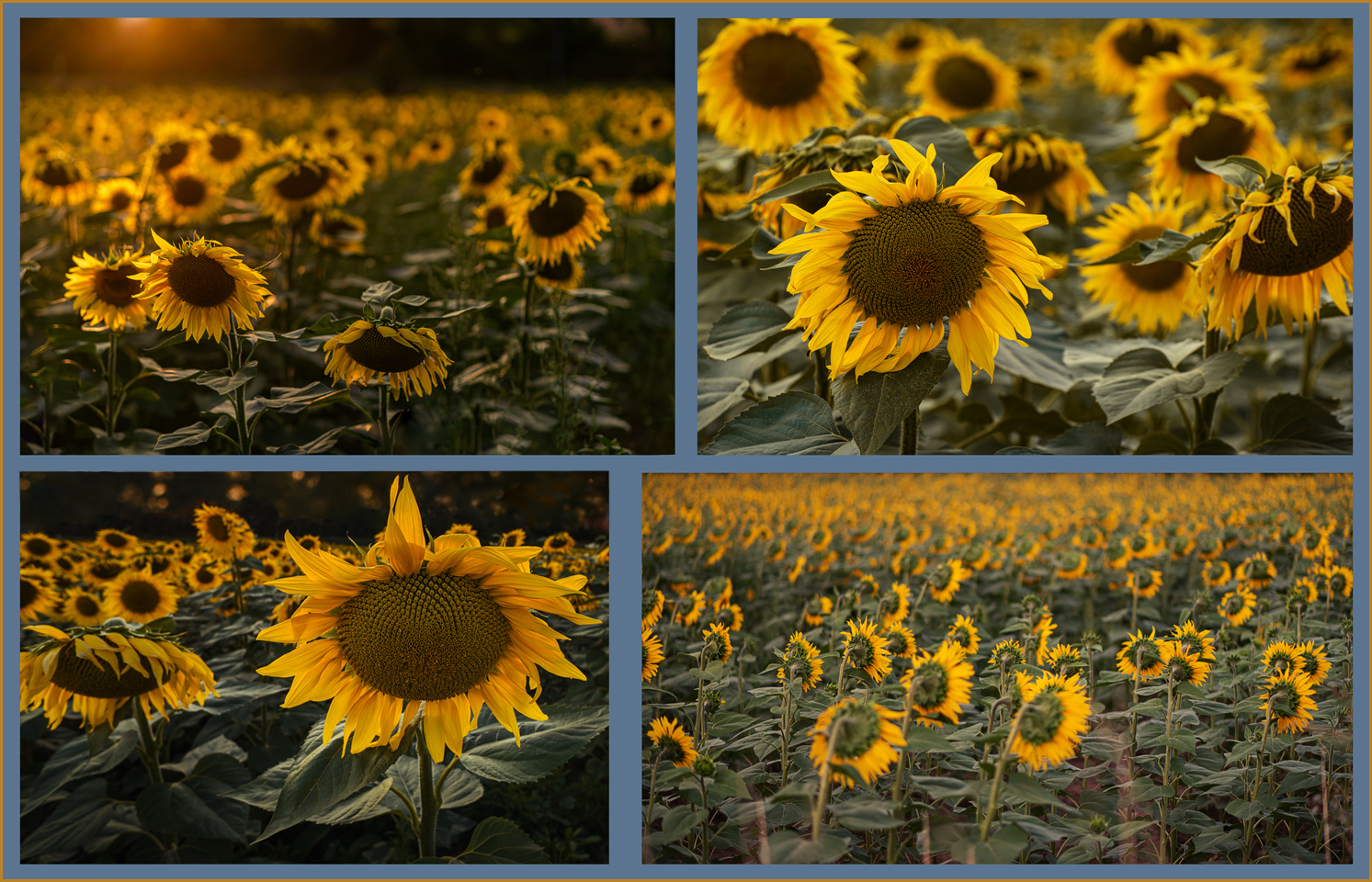 Sonnenblumen - Collage