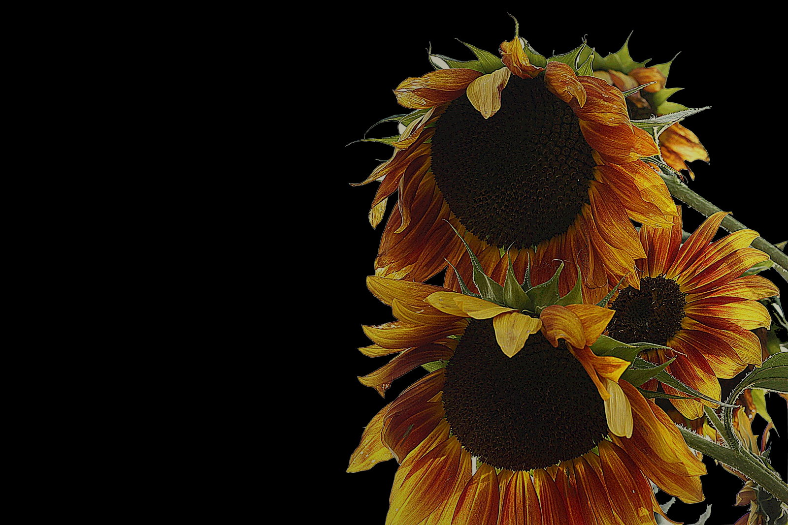 Sonnenblumen