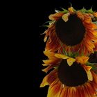 Sonnenblumen