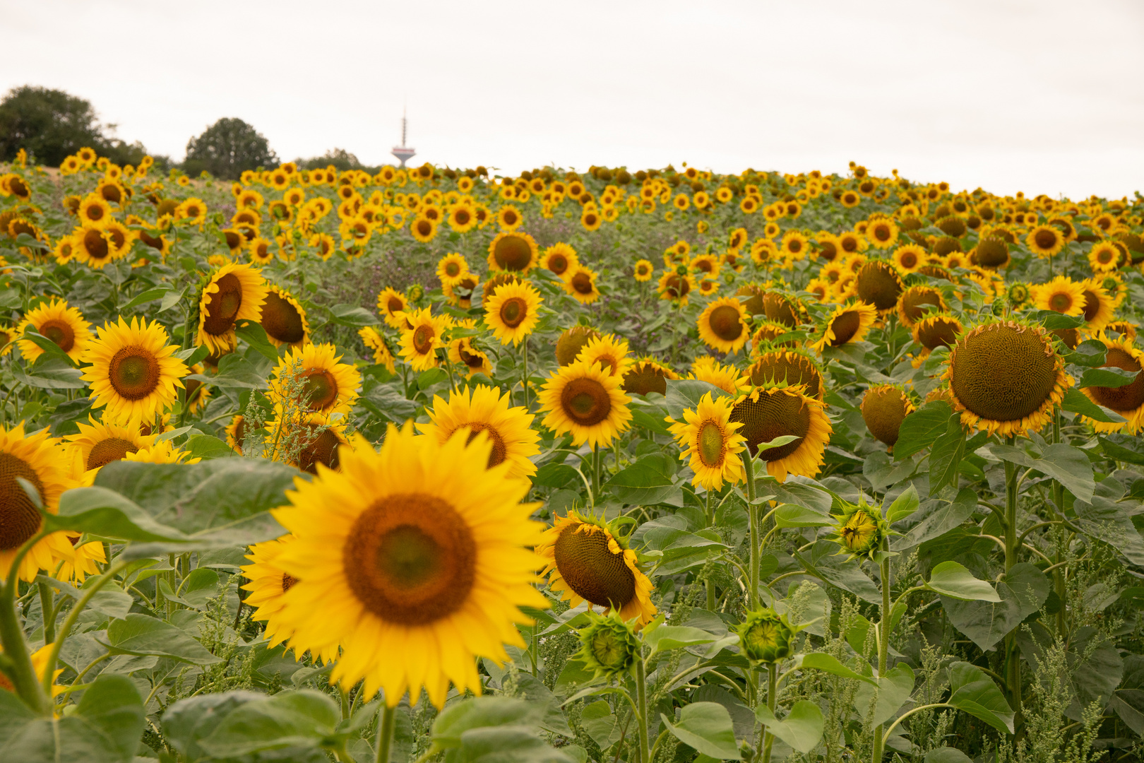 Sonnenblumen