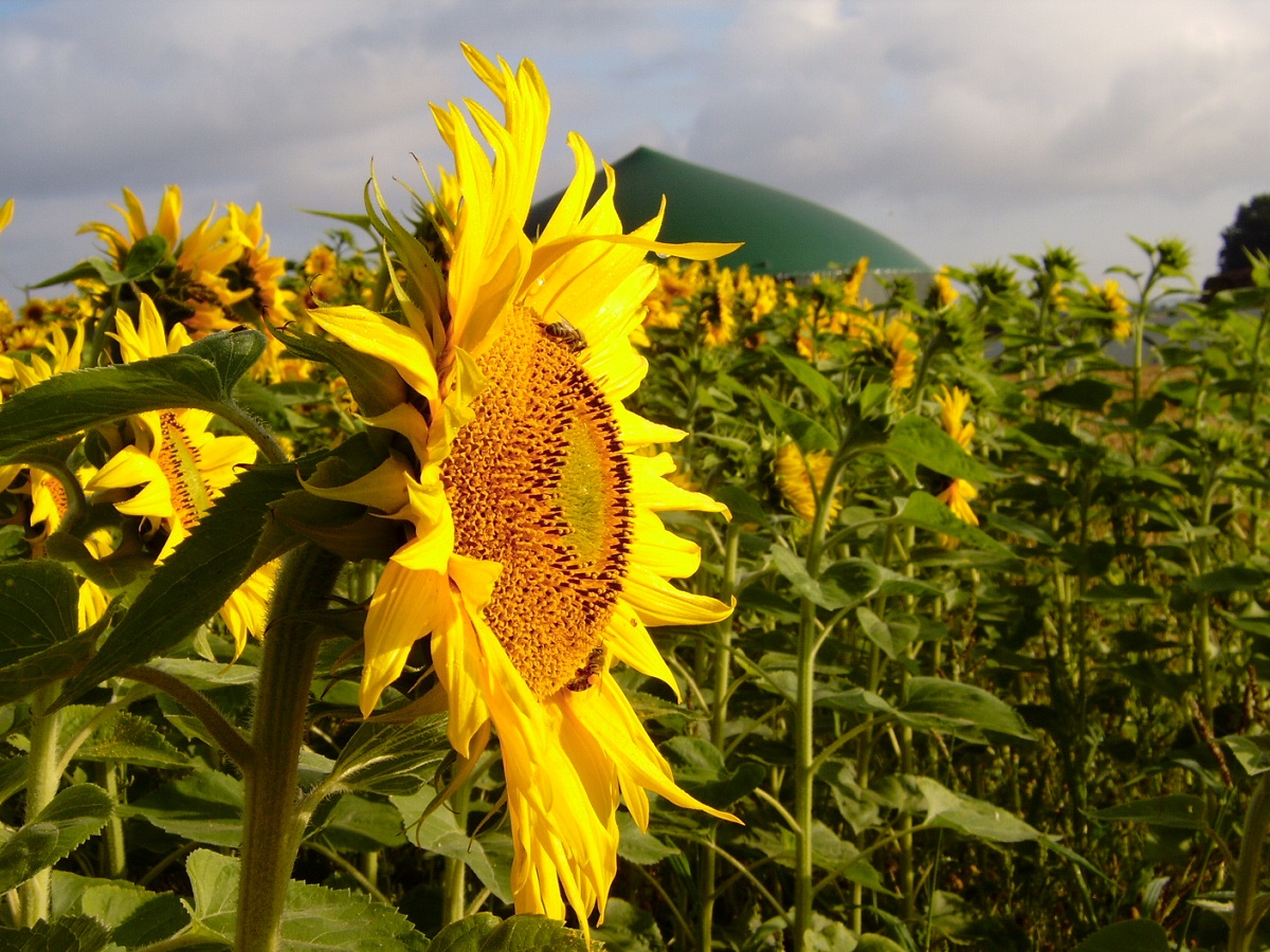 Sonnenblumen